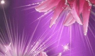 最美丽的花 最美丽的花