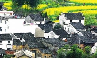 婺源油菜花 婺源油菜花