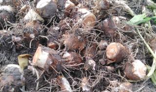 无公害食品 无公害食品