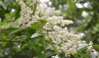 黄花地丁的别名叫什么 黄花地丁的别名叫什么