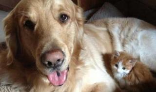 微信状态怎么养宠物 微信状态怎么养宠物